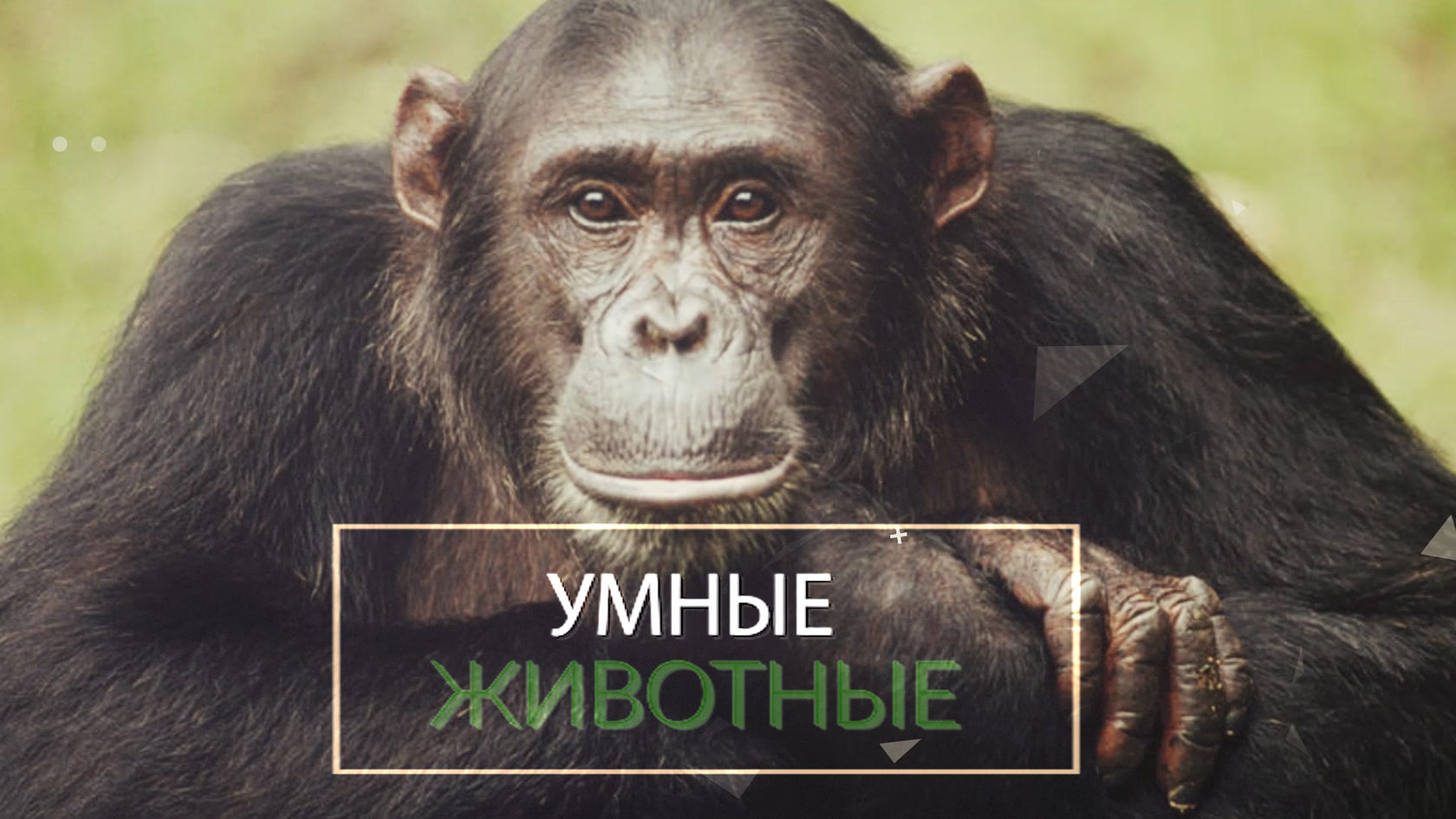 [PUNIQRANDLINE-(au-dating-names.txt) 70 Человек среди животных доклад 407